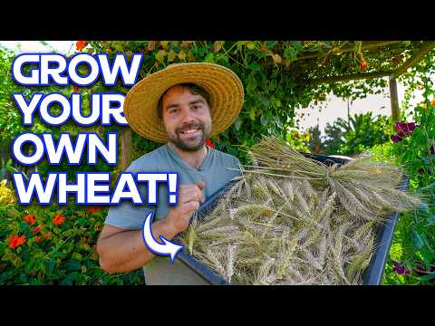 Видео: Стоило ли выращивание пшеницы в моем саду затраченных усилий?