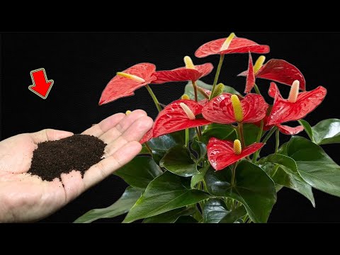 Видео: Всего 1 чайная ложка! Антуриум еще никогда не цвел так много цветов