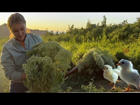Видео: ВЫХОДНЫЕ В ДЕРЕВНЕ/ПОПОЛНЕНИЕ В ХОЗЯЙСТВЕ/КРАСИВЫЙ  СОРНЯК НА УЧАСТКЕ/ОГУРЦЫ ПО КОРЕЙСКИ