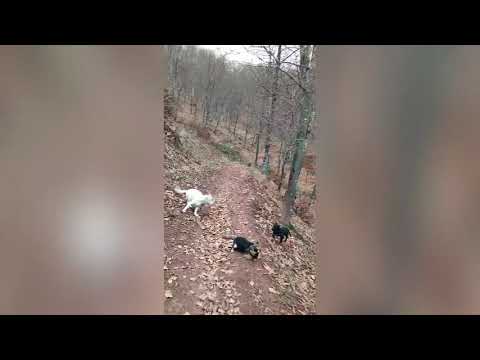 Видео: Глогово - "От всичко по малко" part 1