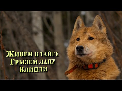 Видео: Охота на медведя! | Живем в Тайге. Грызем лапу зверю | Замерзаем во льдах