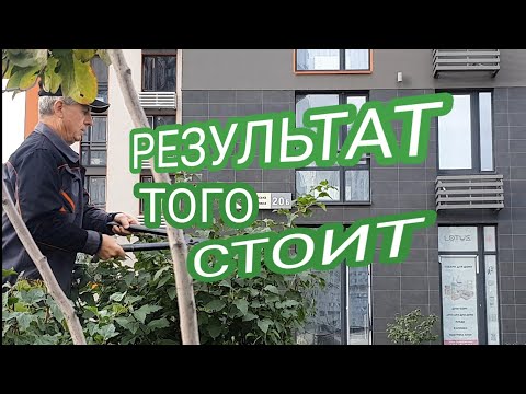 Видео: ПУЗЫРЕПЛОДНИК,  ФОРМИРУЮЩАЯ ОБРЕЗКА И СТРИЖКА.