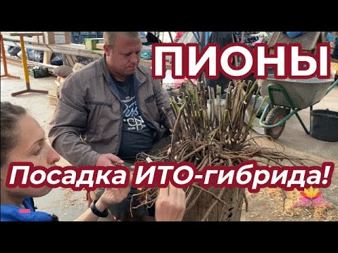 Видео: Как правильно посадить ИТО-пион / Сад Ворошиловой