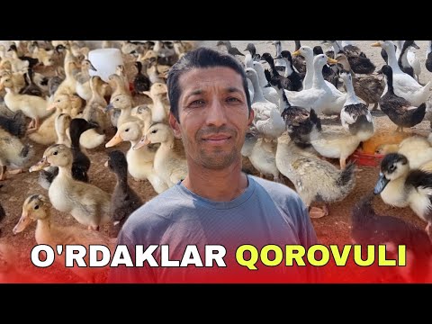 Видео: ЎРДАКЧИЛИКДАН 200 МИЛЛИОН ДАРОМАД