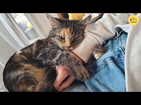 Видео: Кошка, которая годами молча ждала, пока ее семья наконец не нашла ее