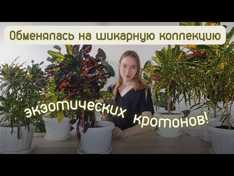 Видео: Кротоны обзор девяти сортов и гибриды 🌿 Кодиеум