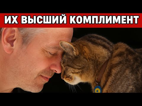 Видео: 5 Высших Проявлений Кошачьего Доверия