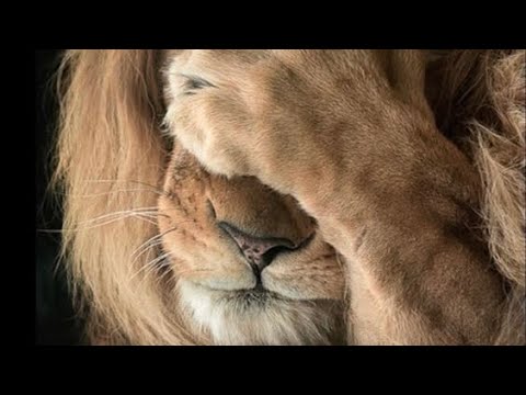 Видео: Что с врагами происходит