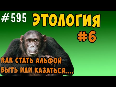 Видео: Как стать альфой. Ранг или ранговые сигналы ?