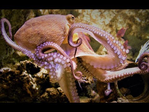 Видео: Осьминог как тотем: характеристики личности и проблемы жизненного пути