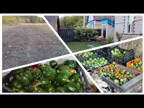 Видео: Завершение огородного сезона