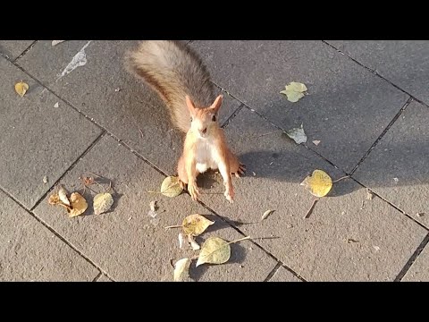 Видео: Белка перегородила дорогу, требуя орехов!