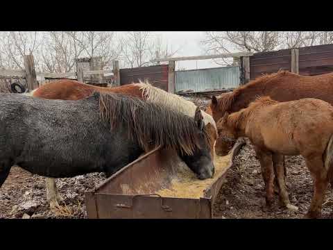 Видео: Возвращение найзы домой 🐎🐎🐎. #айгыр #лошадки #жеребец #лошади #жылкы #интересно #