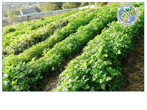 Видео: Борис Бублик "Русалки в огороде" 1(7)