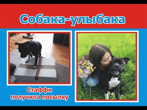 Видео: Стаффордширский бультерьер и восьмилетняя хозяйка. Учим команды место, рядом и т.д. Посылка для Леди