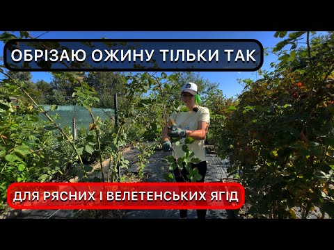 Видео: Як правильно обрізати ожину восени. Підживлення, обробка та підготовка до зими.