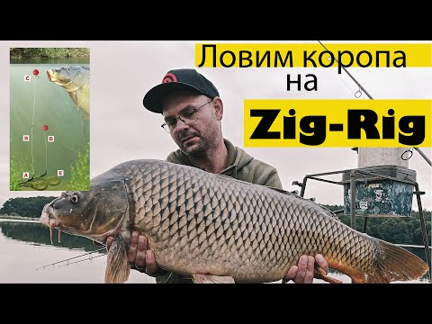 Видео: Ловля коропа на Zig-Rig.Нереально крута рибалка на водоймі Доброгостів.