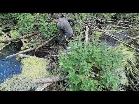Видео: Бобры снова заделали дыру в плотине. Кто победит эту схватку?)