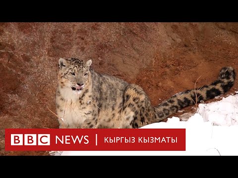 Видео: "Сапар": Aк илбирсти сактап калуу аракети - BBC Kyrgyz