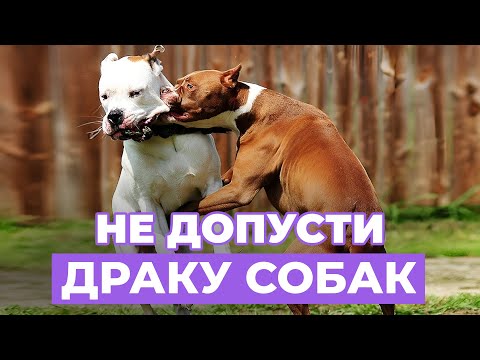 Видео: 5 ситуаций, когда ВЛАДЕЛЕЦ САМ ПРОВОЦИРУЕТ ДРАКУ между собаками