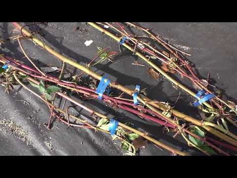 Видео: Весна, открываем ежевику  Тонкости и нюансы укрытия на зиму  prjve