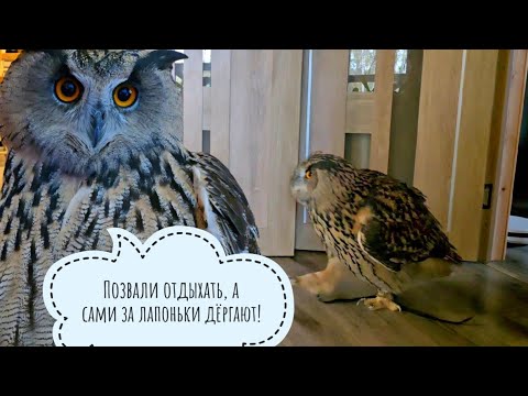 Видео: Сова Ёль пришла в дом, разогнала кошку Морошку, лишилась части когтей и замышляет зло против орхидей