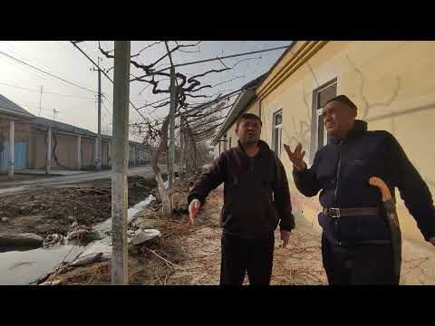 Видео: Узум кесиш ва шакл бериш ( абрезка) ишлари Фаргона, Хонкиз кишлогида.