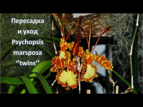 Видео: Пересадка и полезная информация о Psychopsis mariposa 'twins'