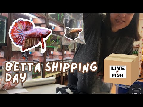 Видео: Видеоблог о дне доставки рыб: магазин аквариумных рыбок Betta
