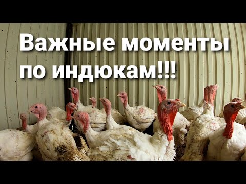 Видео: 💥Важные нюансы выращивания бройлерной индейки / Проблемы / Корма Южная корона / Инвентарь