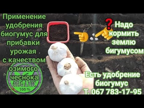 Видео: Для озимого чеснока применение удобрение биогумус для прибавки урожая с качеством.