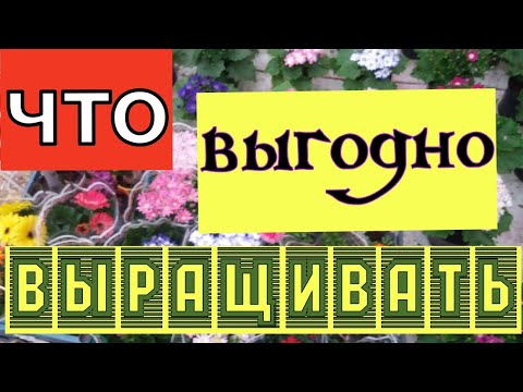 Видео: Выгодно ли выращивать цветы? Что не афишируют тепличники?