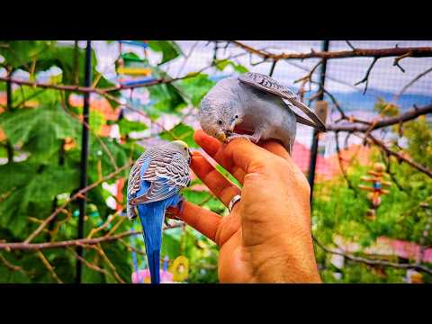 Видео: Мои волнистые попугайчики сделали то, чего я никогда не ожидал 😳