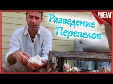 Видео: Сколько живут перепёлки в домашних условиях??? Когда менять материнское стадо.