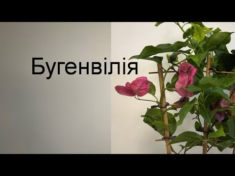 Видео: Бугенвілія