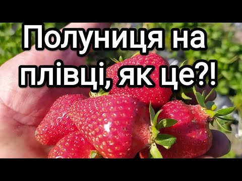 Видео: Посадка полуниці на плівку / How to plant strawberries on construction film