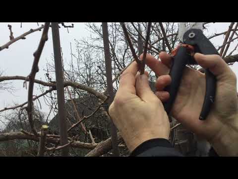 Видео: Актинидия АРГУТА ОБРЕЗКА и ФОРМИРОВКА