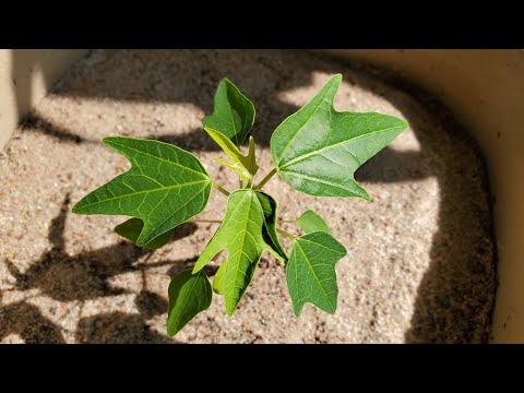 Видео: Выращивание папайи из семян, дни 0–102