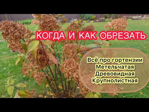 Видео: ВСЁ ПРО ОБРЕЗУ, ФОРМИРОВАНИЕ и ПОДГОТОВКУ К ЗИМЕ метельчатой, крупнолистной и древовидной гортензии.