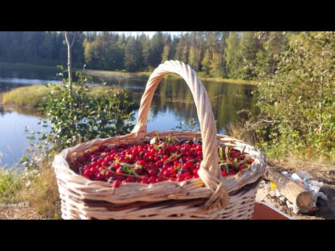 Видео: За ягодой на болото