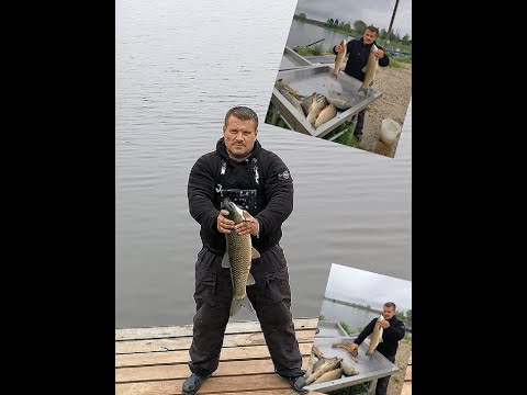 Видео: ЛОВИМ КАРПА И КРУПНОГО АМУРА НА СЛАДКУЮ ВОЗДУШНУЮ ПШЕНИЦУ!🌾 РЫБАЛКА В КОКИНО🎣(НОВЫЙ ВОДОЕМ) ОСНОВНОЙ