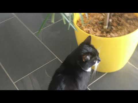 Видео: коты и рыба 🐱   🐟