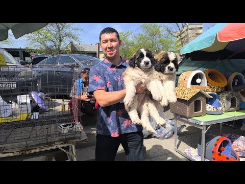 Видео: Ит базар Бишкек 13 апрель. #итбазар #собачийрынок #тоокбазар #жаймабазар #малбазар