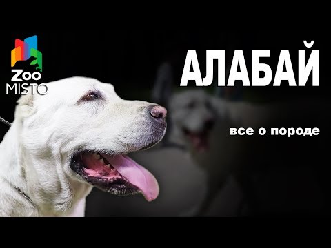 Видео: Алабай - Все о породе собаки | Собака породы - Алабай