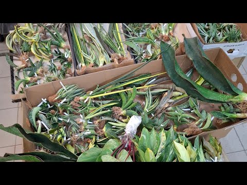 Видео: Первая поставка из Тайланда. Обзор привоза сансевиерии, аглаонем, филодендрон. Видео от 8мая 2025г.