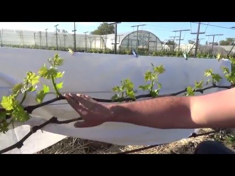 Видео: Нормировка зелеными побегами