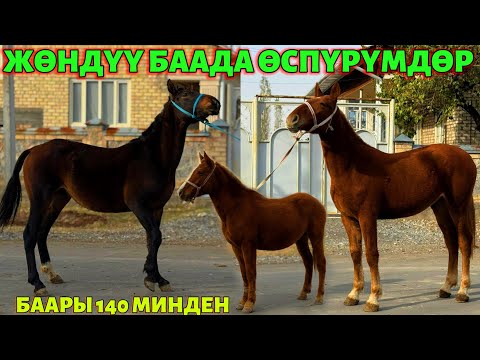 Видео: ӨЗГӨЧӨ 3 ӨСПҮРҮМ ЧЫКТЫ 💪🏻 #байтв 