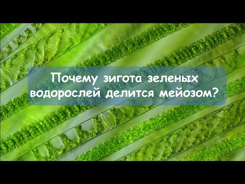 Видео: Почему зигота зеленых водорослей делится мейозом