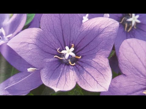 Видео: Платикодон.Проблемы при выращивании рассады.