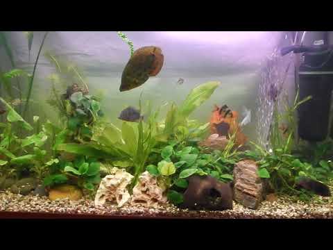 Видео: Водоросли ,борьба и помощники .Всегда ли водоросли зло?